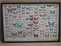 Framed Butterfly Poster