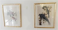 Pair of framed bird prints: Cardinals and