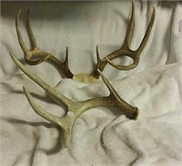 Deer antlers, a single shed & 8 point set