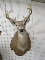 10 PT WHITE TAIL DEER MOUNT 26"T X 20"D