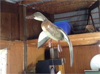 Hanging female Mallard ducks unlimited