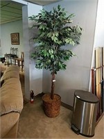 Ficus tree with wicker basket approximately 6