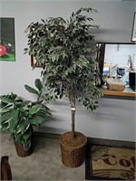 Ficus tree with wicker basket approximately 6 ft