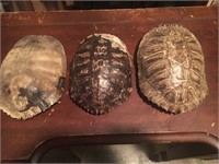 Lot of 3 larger turtle shells