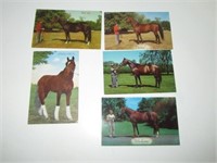 Lot of 5 Thoroughbred Horses Postcards