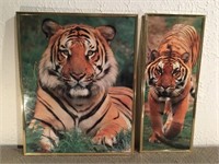 Pair of Tiger prints. Circa 1980.  
16“ x 20“