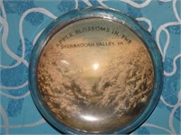 Paperweight Apple Blossoms in Shenandoah Valley,