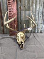 Large skull w/ antlers