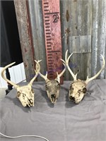 Set of 3 skull w/ antlers