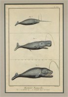 'HISTOIRE NATURELLE' HAND-COLORED ENGRAVING WHALES