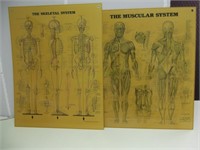 Human Muscular and Skeletal System Posters