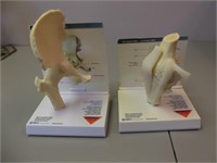 Right Hip and Right Knee Medical Displays