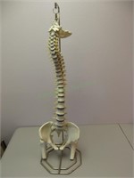 Orthoflex Hanging Human Skeletal Spine Display