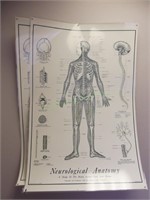 2 Neurological Anatomy Posters