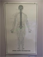 Spinal Nerve Distribution Poster