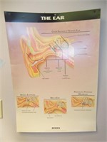 1993 The Ear Poster by Cefzil