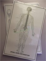 Spinal Nerve Distribution & Neurological Anatomy