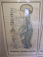 6 Autonomic Nervous System Posters