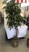 7 foot Ficus tree