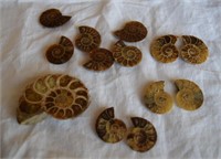 Small Ammonite Pairs and Single