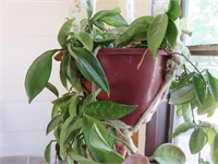 Potted house plant