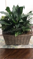 Real plant in basket, basket is 15” x 8” x 7”
