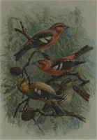 AUDUBON FRAMED AND MATTED PRINT