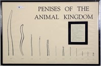 "PENIS OF THE ANIMAL KINGDOM"