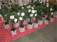 14 Ivy Topiary 30" Tall
