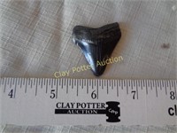 Large Mastodon Tooth