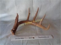 Very Large Antler Shed
