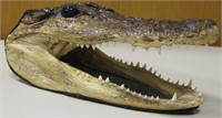 7" Long Alligator Head