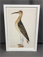 17x24" Deep Frame Print.  Ornithology print