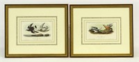 Pair Audubon Prints