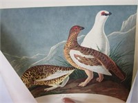 Print of Audubon was sent on Nov 23, 1946; proof