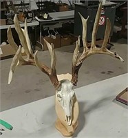 Deer skull mount