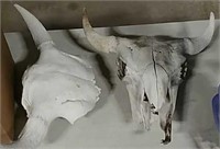 2 bison skulls
