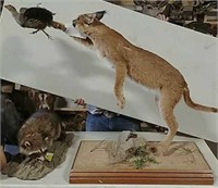 Caracal Cat With Grouse