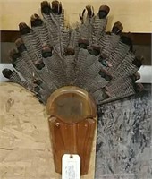 Ocellated Turkey Fan
