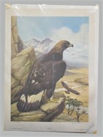 Signed & Numbered Roger Tory Peterson Eagle Print