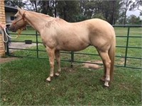 "Keesha" Palomino Mare