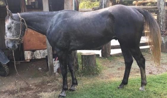 Triangle Horse Sale 23rd March 2019