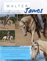 "Walter James" Stockhorse x riding pony