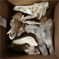 Box of pig skulls