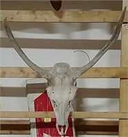 Elk skull mount