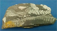 Fossil Fern, Pennsylvania