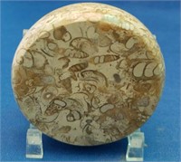 Fossil Paper Weight