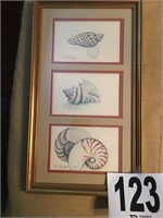 Framed Seashells Print (3) in Frame by D Morgan