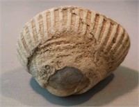 Fossil clam