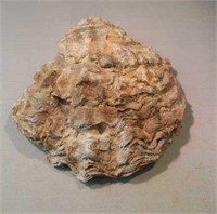 Fossil oyster